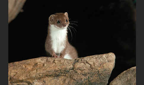 Mauswiesel (Mustela nivalis)