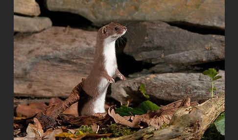 Mauswiesel (Mustela nivalis)