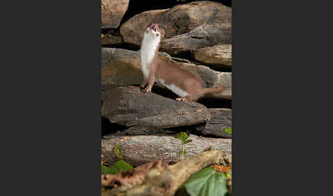 Mauswiesel (Mustela nivalis)