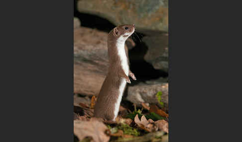 Mauswiesel (Mustela nivalis)