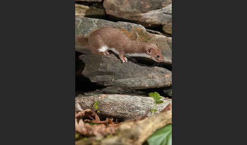 Mauswiesel (Mustela nivalis)