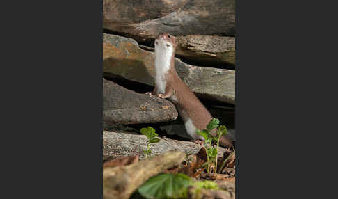 Mauswiesel (Mustela nivalis)