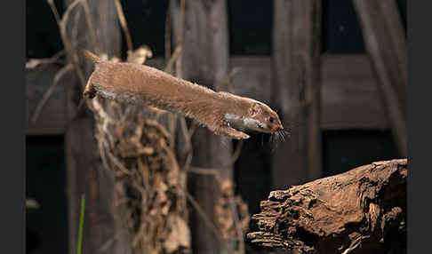 Mauswiesel (Mustela nivalis)