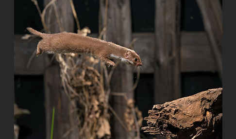 Mauswiesel (Mustela nivalis)