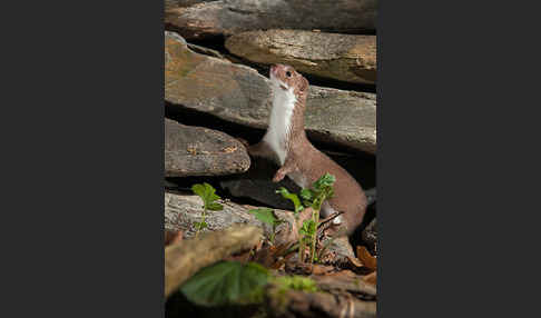 Mauswiesel (Mustela nivalis)