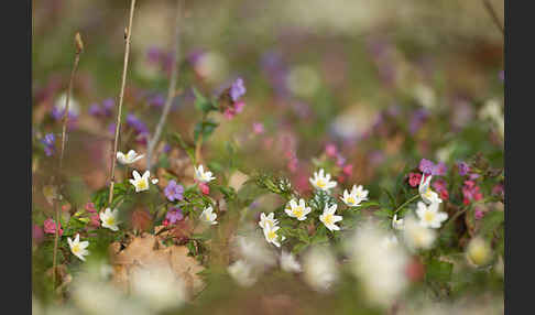 Busch-Windröschen (Anemone nemorosa)