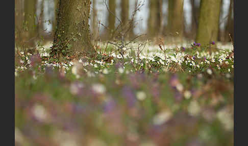 Busch-Windröschen (Anemone nemorosa)