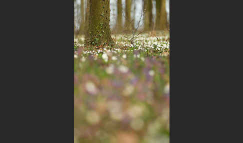 Busch-Windröschen (Anemone nemorosa)