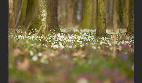 Busch-Windröschen (Anemone nemorosa)