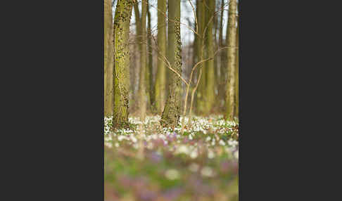 Busch-Windröschen (Anemone nemorosa)