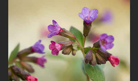 Geflecktes Lungenkraut (Pulmonaria officinalis)