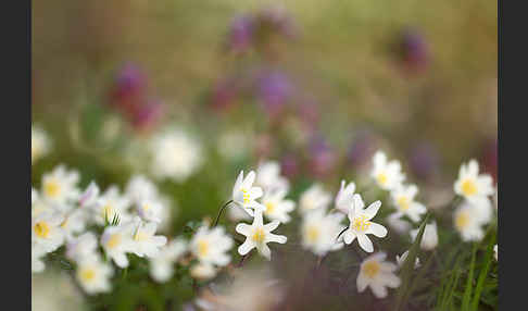 Busch-Windröschen (Anemone nemorosa)