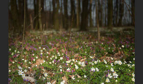 Busch-Windröschen (Anemone nemorosa)