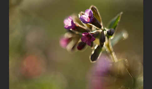 Geflecktes Lungenkraut (Pulmonaria officinalis)