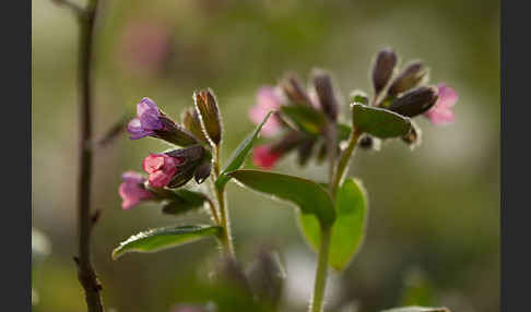 Geflecktes Lungenkraut (Pulmonaria officinalis)