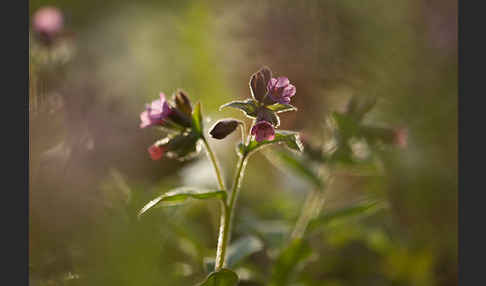 Geflecktes Lungenkraut (Pulmonaria officinalis)