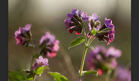 Geflecktes Lungenkraut (Pulmonaria officinalis)