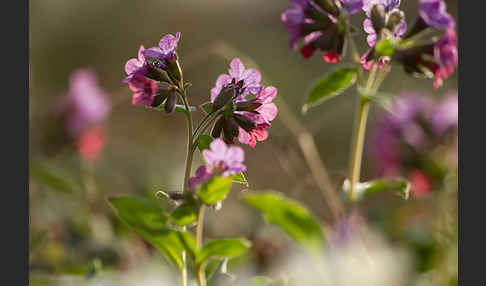 Geflecktes Lungenkraut (Pulmonaria officinalis)