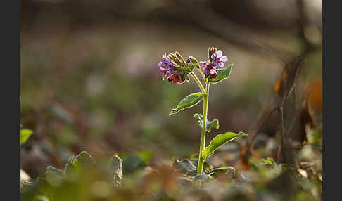 Geflecktes Lungenkraut (Pulmonaria officinalis)