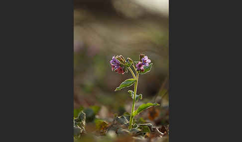 Geflecktes Lungenkraut (Pulmonaria officinalis)