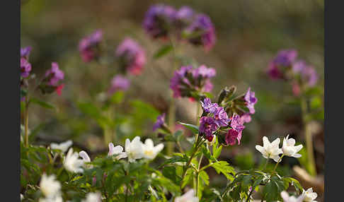 Busch-Windröschen (Anemone nemorosa)