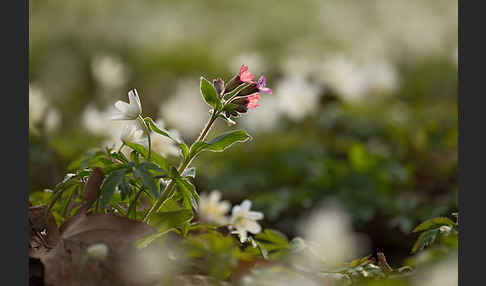 Busch-Windröschen (Anemone nemorosa)