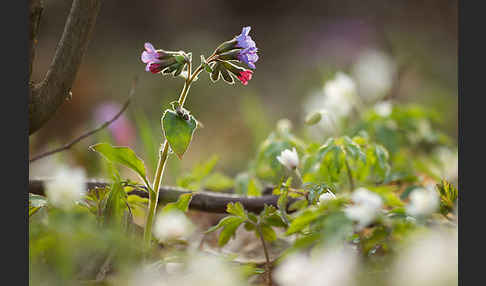 Busch-Windröschen (Anemone nemorosa)