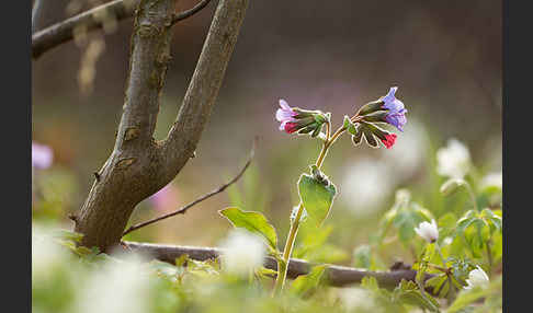 Busch-Windröschen (Anemone nemorosa)