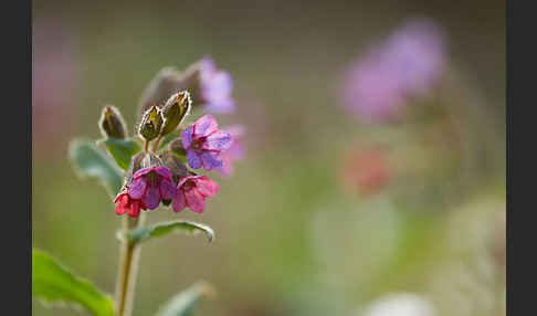 Geflecktes Lungenkraut (Pulmonaria officinalis)