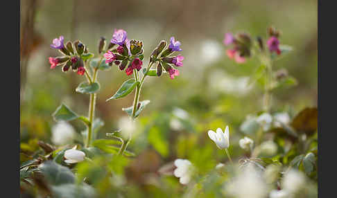 Busch-Windröschen (Anemone nemorosa)