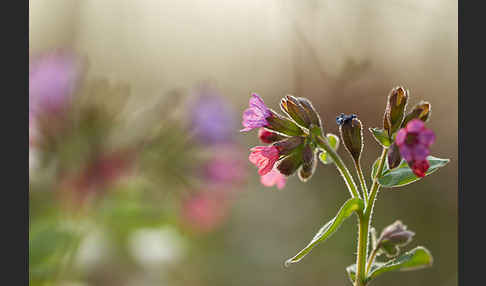 Geflecktes Lungenkraut (Pulmonaria officinalis)