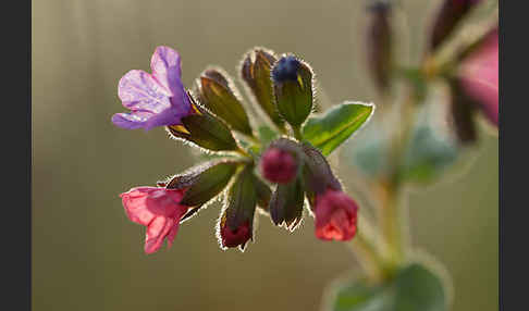 Geflecktes Lungenkraut (Pulmonaria officinalis)