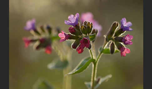 Geflecktes Lungenkraut (Pulmonaria officinalis)