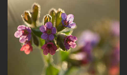 Geflecktes Lungenkraut (Pulmonaria officinalis)