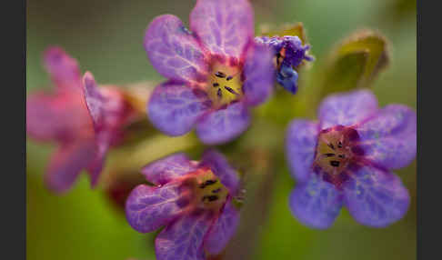 Geflecktes Lungenkraut (Pulmonaria officinalis)