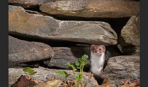 Mauswiesel (Mustela nivalis)