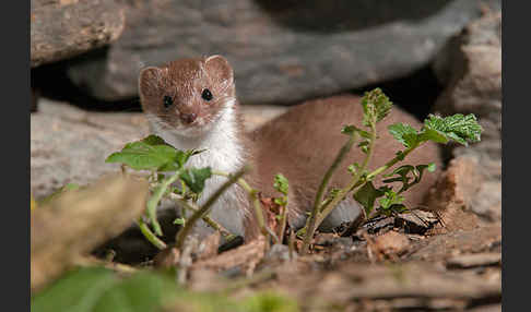 Mauswiesel (Mustela nivalis)