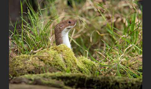 Mauswiesel (Mustela nivalis)