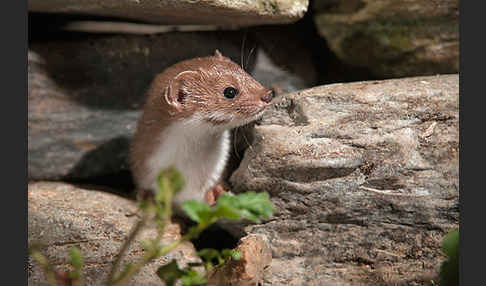 Mauswiesel (Mustela nivalis)