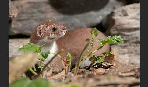 Mauswiesel (Mustela nivalis)