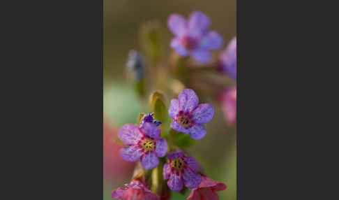 Geflecktes Lungenkraut (Pulmonaria officinalis)