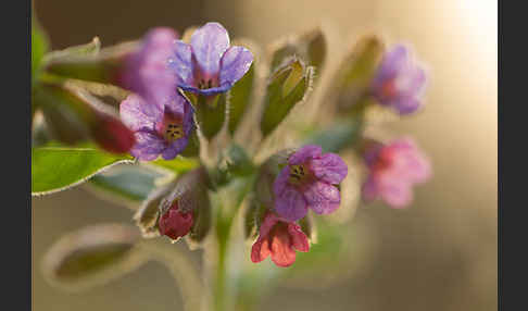 Geflecktes Lungenkraut (Pulmonaria officinalis)