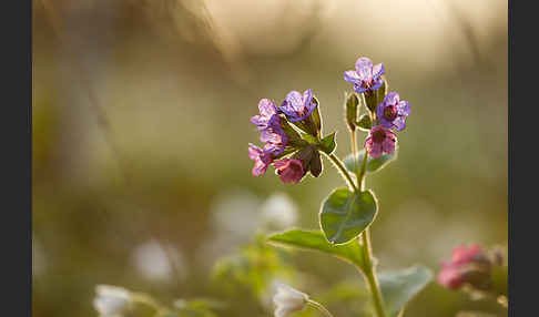 Geflecktes Lungenkraut (Pulmonaria officinalis)