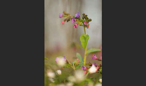 Geflecktes Lungenkraut (Pulmonaria officinalis)