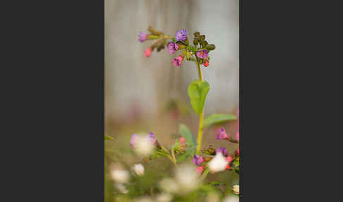 Geflecktes Lungenkraut (Pulmonaria officinalis)