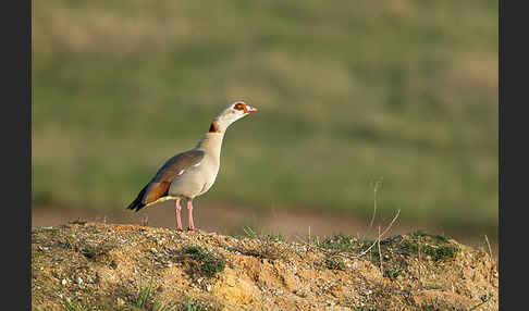 Nilgans (Alopochen aegyptiacus)