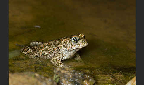 Kreuzkröte (Bufo calamita)