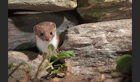 Mauswiesel (Mustela nivalis)