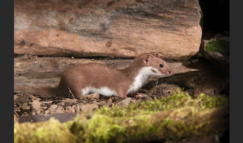 Mauswiesel (Mustela nivalis)