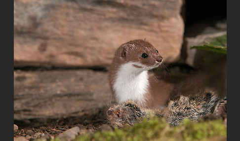 Mauswiesel (Mustela nivalis)